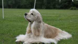 Americký kokršpaněl: historie plemene a psí charakter